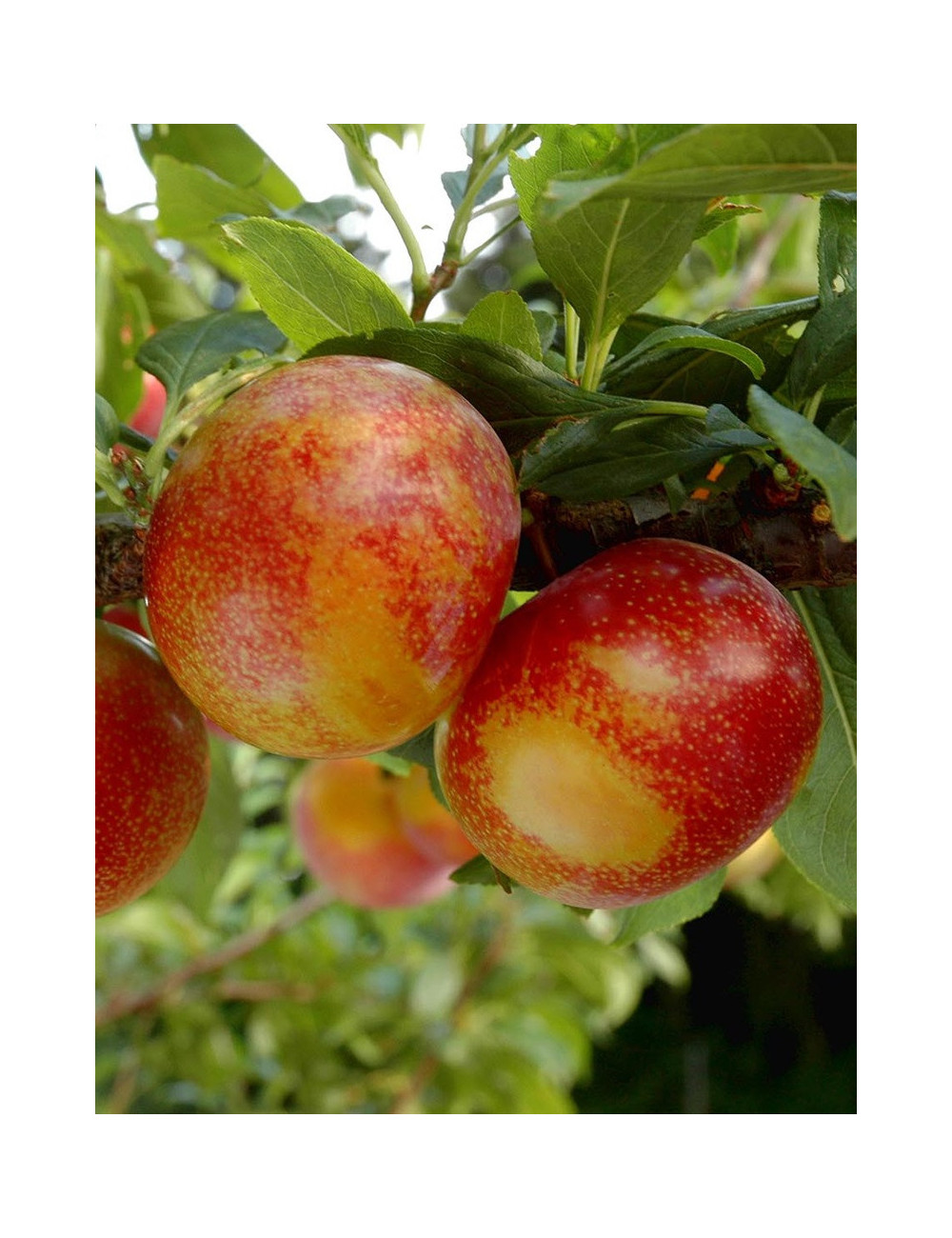 PLUOT FLAVOR CANDY® (Prunus)