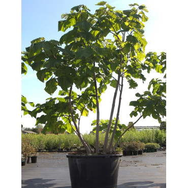 PAULOWNIA tomentosa (Paulownia, arbre impérial) En pot de 250-300 litre forme cépée hauteur 300-350 cm