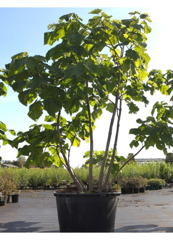 PAULOWNIA tomentosa (Paulownia, arbre impérial) En pot de 250-300 litre forme cépée hauteur 300-350 cm