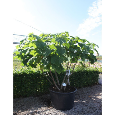 PAULOWNIA tomentosa (Paulownia, arbre impérial) En pot de 250-300 litre forme cépée hauteur 300-350 cm