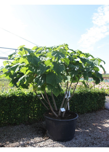 PAULOWNIA tomentosa (Paulownia, arbre impérial) En pot de 250-300 litre forme cépée hauteur 300-350 cm