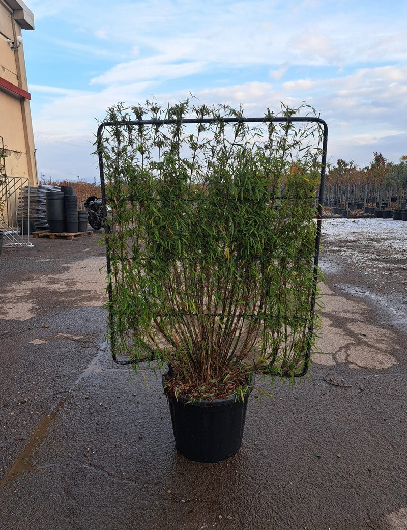 FARGESIA angustissima En pot forme espalier