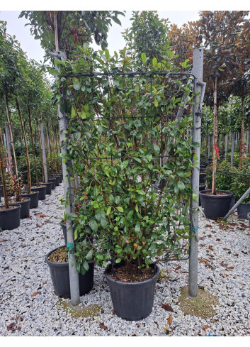 PHOTINIA fraseri RED ROBIN En pot de 35-50 litres forme espalier hauteur 150 cm - largeur 100 cm