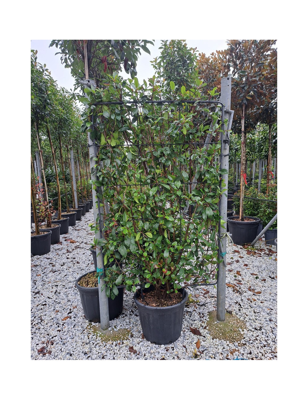 PHOTINIA fraseri RED ROBIN En pot de 35-50 litres forme espalier hauteur 150 cm - largeur 100 cm