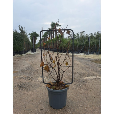 En pot de 15-20 litres forme espalier hauteur totale y compris le pot 110 cm - largeur 060 cm