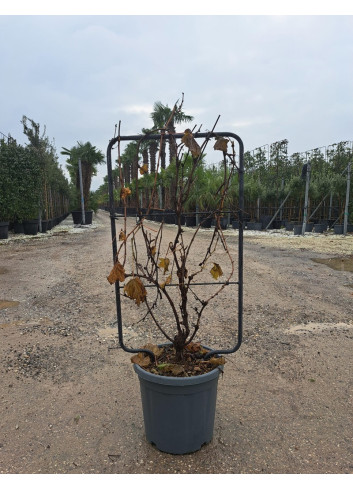 En pot de 15-20 litres forme espalier hauteur totale y compris le pot 110 cm - largeur 060 cm