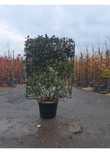 ELAEAGNUS ebbingei En pot de 35-50 litres forme espalier hauteur 115 cm - largeur 100 cm