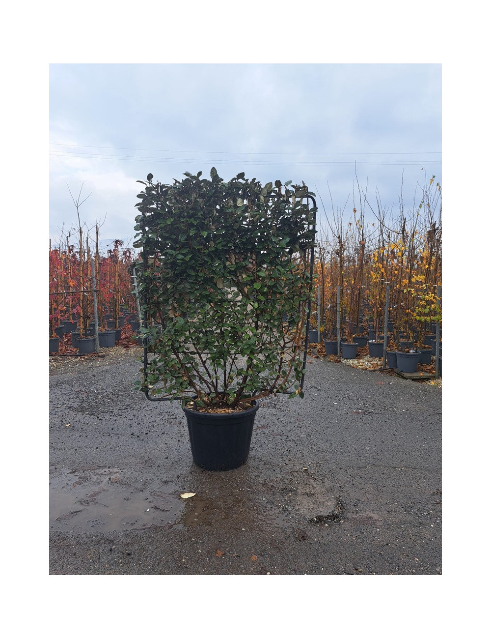 ELAEAGNUS ebbingei En pot de 35-50 litres forme espalier hauteur 115 cm - largeur 100 cm