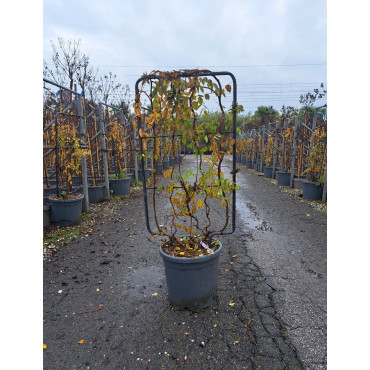 WISTERIA En pot de 15-20 litres forme espalier hauteur totale y compris le pot 110 cm - largeur 060 cm