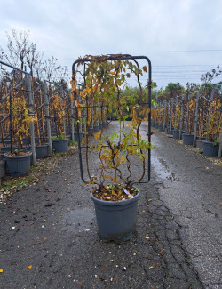 WISTERIA En pot forme espalier
