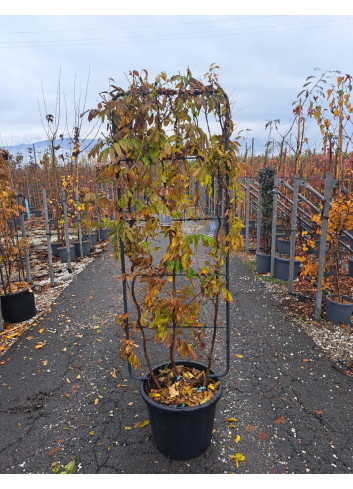 WISTERIA En pot de 35-50 litres forme espalier hauteur 150 cm - largeur 55 cm