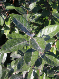 ELAEAGNUS ebbingei (Chalef)
