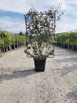 ELAEAGNUS ebbingei En pot forme espalier