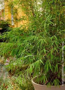 FARGESIA angustissima