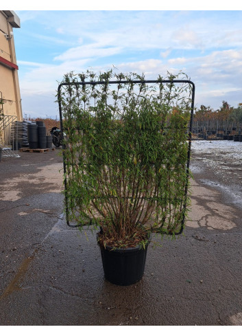 FARGESIA angustissima En pot de 35-50 litres forme espalier hauteur 115 cm - largeur 100 cm