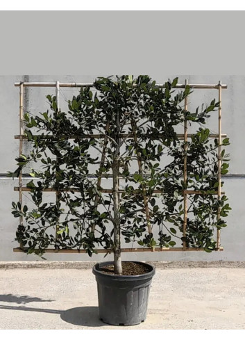 ILEX NELLIE R. STEVENS (Houx) En pot forme espalier