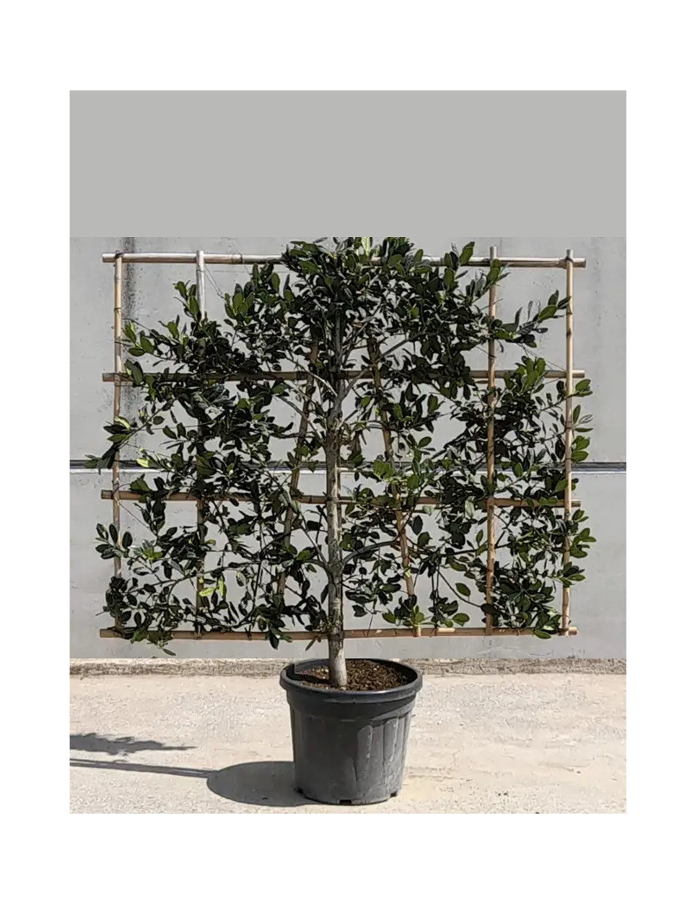 ILEX NELLIE R. STEVENS (Houx) En pot forme espalier