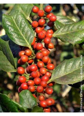 ILEX NELLIE R. STEVENS (Houx)