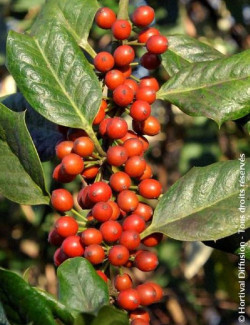 ILEX NELLIE R. STEVENS (Houx)