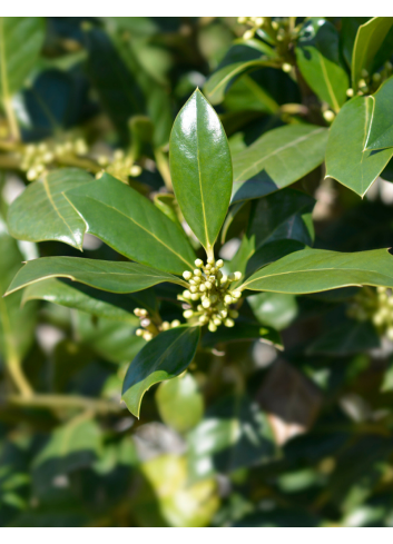 ILEX NELLIE R. STEVENS (Houx)