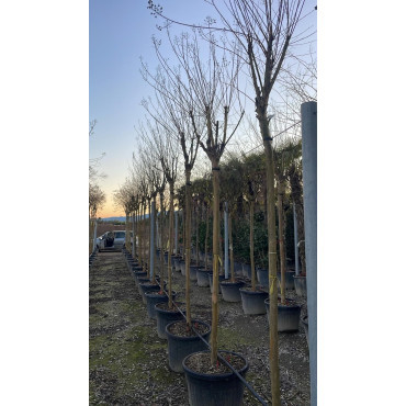 LAGERSTROEMIA En pot forme tige hauteur du tronc 180-200 cm circonférence du tronc 16-18-20-25 cm