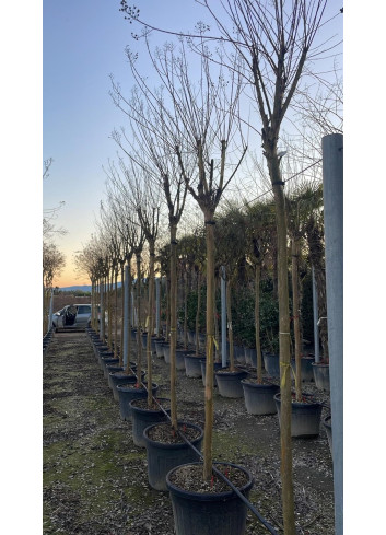 LAGERSTROEMIA En pot forme tige hauteur du tronc 180-200 cm circonférence du tronc 16-18-20-25 cm