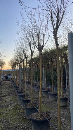 LAGERSTROEMIA En pot forme tige hauteur du tronc 180-200 cm circonférence du tronc 16-18-20-25 cm