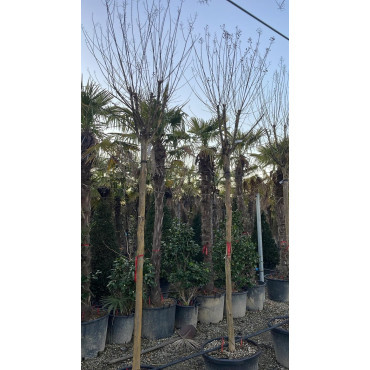 LAGERSTROEMIA En pot forme tige hauteur du tronc 180-200 cm circonférence du tronc 16-18-20-25 cm