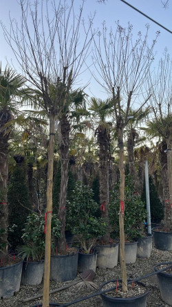 LAGERSTROEMIA En pot forme tige hauteur du tronc 180-200 cm circonférence du tronc 16-18-20-25 cm