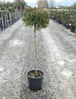 CRYPTOMERIA japonica GLOBOSA En pot forme tige hauteur du tronc 090-110 cm
