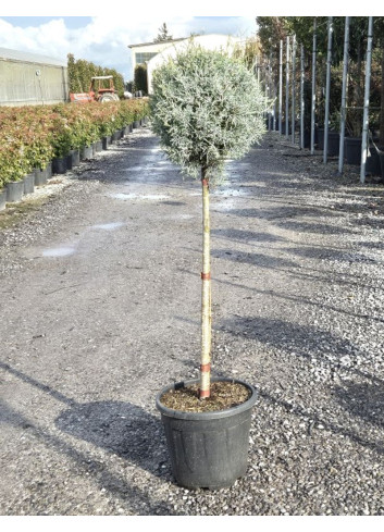 CUPRESSUS arizonica FASTIGIATA