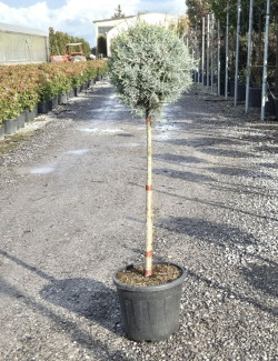 CUPRESSUS arizonica FASTIGIATA En pot forme tige hauteur du tronc 090-110 cm