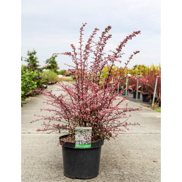 BERBERIS thunbergii HARLEQUIN En pot de 10-12 litres