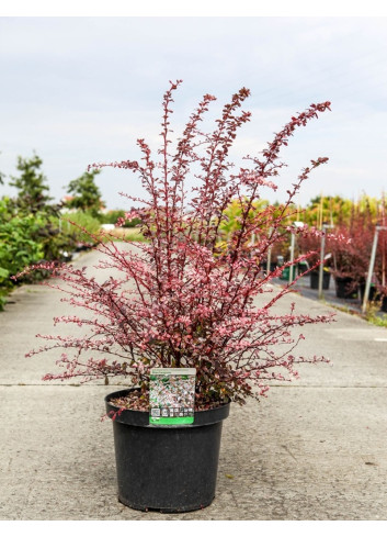 BERBERIS thunbergii HARLEQUIN En pot de 10-12 litres