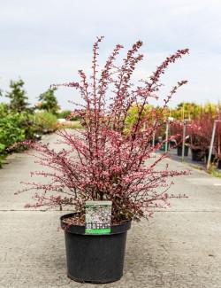 BERBERIS thunbergii HARLEQUIN En pot de 10-12 litres buisson hauteur 040-050 cm