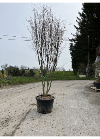 ACER palmatum En pot de 230-250 litres forme buisson hauteur 300-350 cm