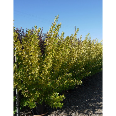 PHYSOCARPUS opulifolius ANGEL GOLD® (Physocarpus à feuilles d'Obier) En pot de 25-30 litres