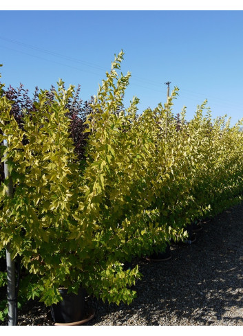 PHYSOCARPUS opulifolius ANGEL GOLD® (Physocarpus à feuilles d'Obier) En pot de 25-30 litres