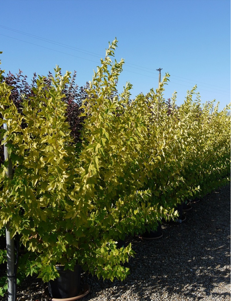 PHYSOCARPUS opulifolius ANGEL GOLD® (Physocarpus à feuilles d'Obier) En pot de 25-30 litres PHYSOCARPUS opulifolius ANGEL GOLD® (Physocarpus à feuilles d'Obier) En pot de 25-30 litres