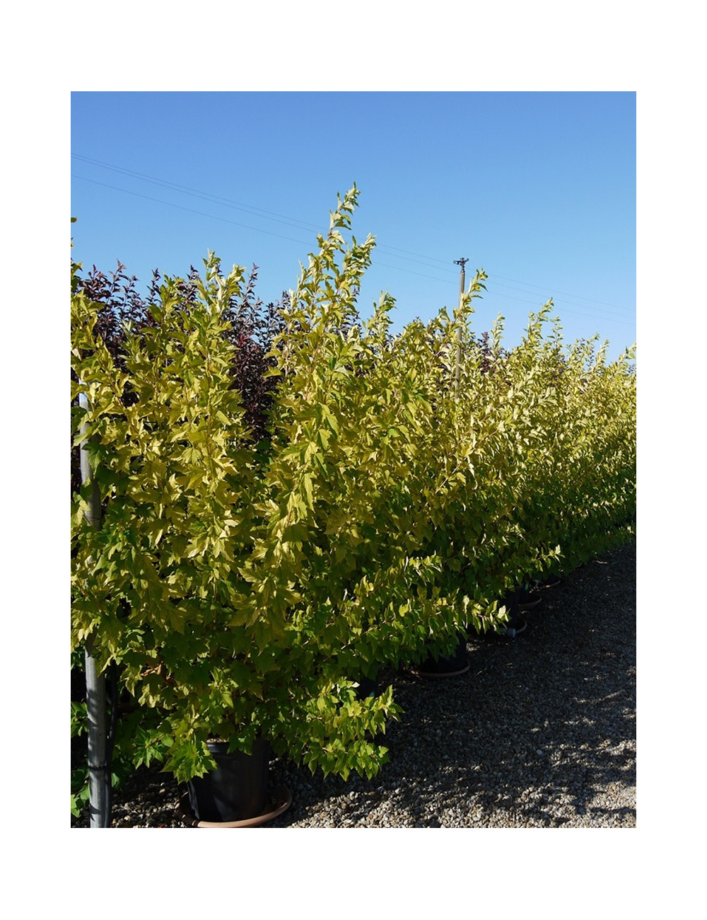 PHYSOCARPUS opulifolius ANGEL GOLD® (Physocarpus à feuilles d'Obier) En pot de 25-30 litres