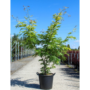 GLEDITSIA triacanthos SUNBURST En pot de 35-50 litres forme cépée