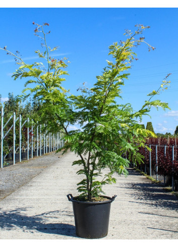 GLEDITSIA triacanthos SUNBURST En pot de 35-50 litres forme cépée