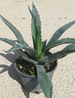 AGAVE americana En pot de 7-10 litres