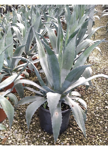 AGAVE americana En pot de 15-20 litres