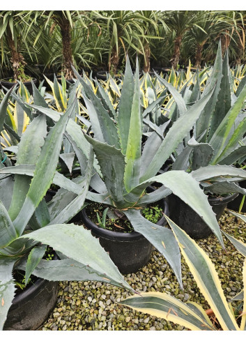AGAVE americana En pot de 35-50 litres