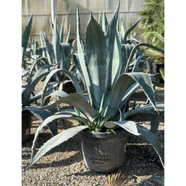 AGAVE americana En pot de 50-70 litres