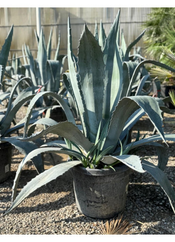 AGAVE americana En pot de 50-70 litres