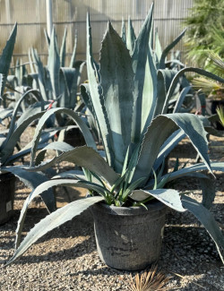 AGAVE americana En pot de 50-70 litres