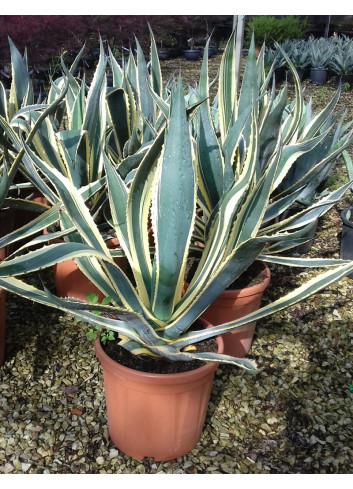 AGAVE americana VARIEGATA (Agave d'Amérique) En pot de 15-20 litres