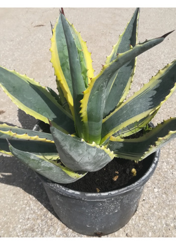 AGAVE americana VARIEGATA (Agave d'Amérique) En pot de 7-10 litres